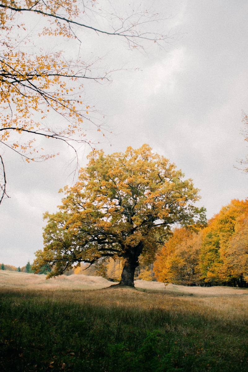 Quel impact sur les forêts pour 100 M² (Massif ou Contrecollé) posés ?